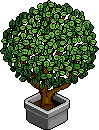 Green Office Plant