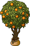 Sacked Orange Tree